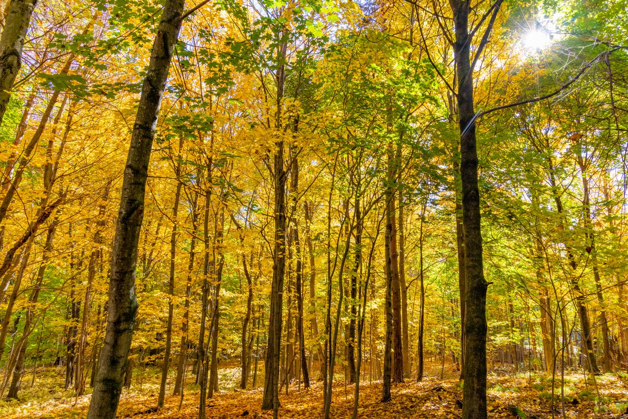 Vibrant autumn landscape in Southborough, MA, showcasing golden forest leaves under sunlight.